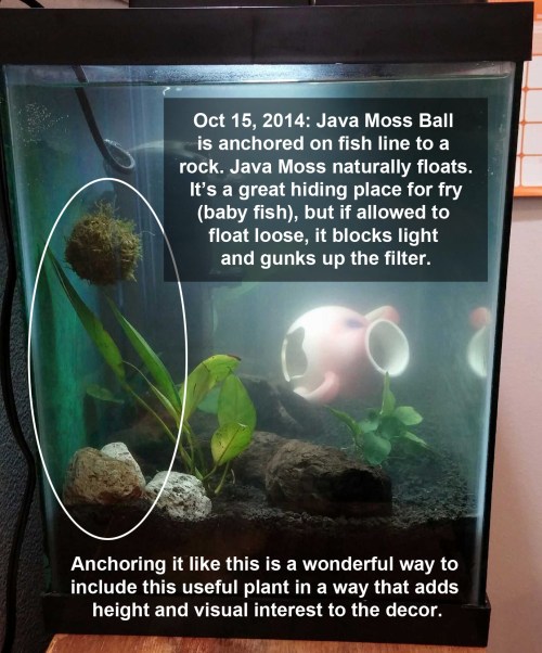 2014_10 15 Java Moss ball