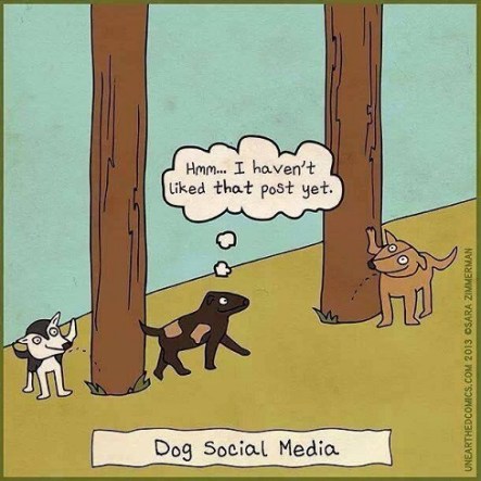 DOG social media