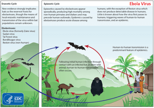 Ebola Epizootic Cycle - CDC