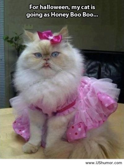 Funny-cat-ready-for-Halloween