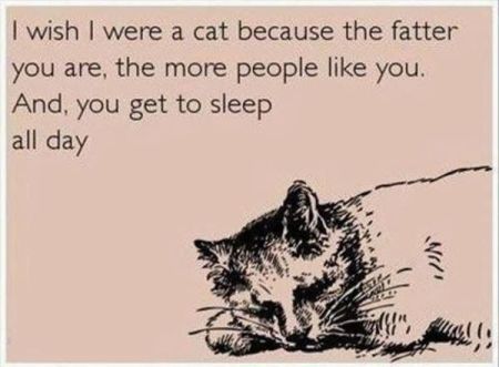funny-ecard-cat-life