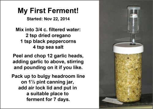 2014_11 23 My first ferment - pickled garlic