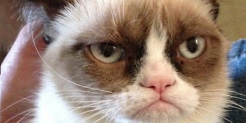 CAT Grumpy Cat
