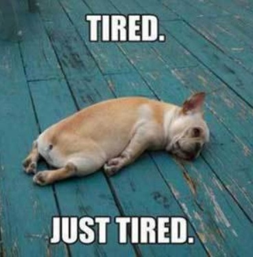 DOG Tired just tired