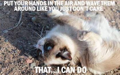the-grumpy-cat-waves-her-hands-in-the-air