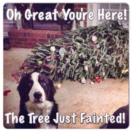 10606528_10152450541582651_8689499340163588761_n