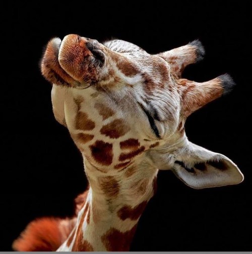 Giraffe kissy