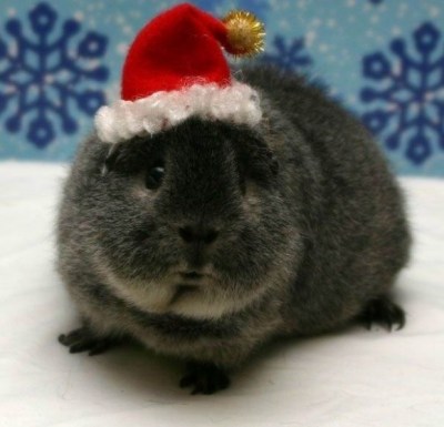 Guinea Pig in Santa hat