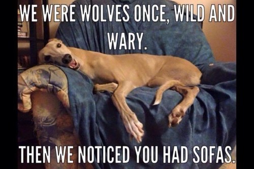 DOGS wolves to sofas