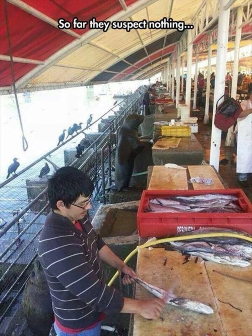 SEAL suspect nothing