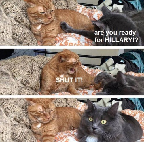 CATS Ready for Hillary