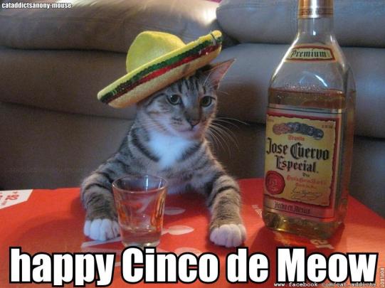 cinco de meow