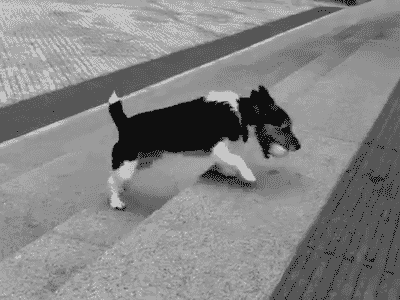 dog-playing-ball-with-himself