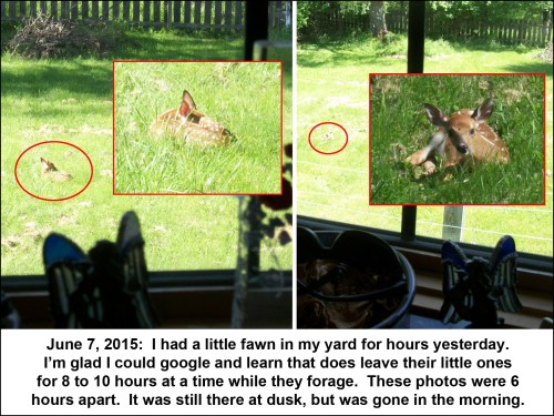 2015_06 07 Fawn in the back yard