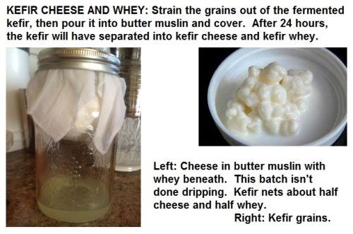 Kefir cheese and whey