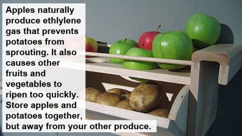 apple potato storage bin