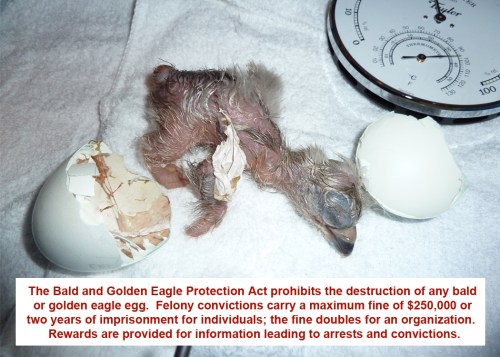 Bald and Golden Eagle Protection Act