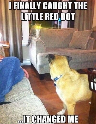 CAT caught red dot
