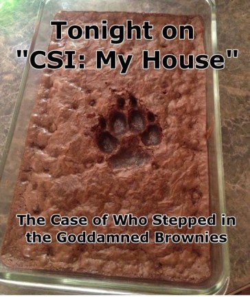 DOG CSI brownies