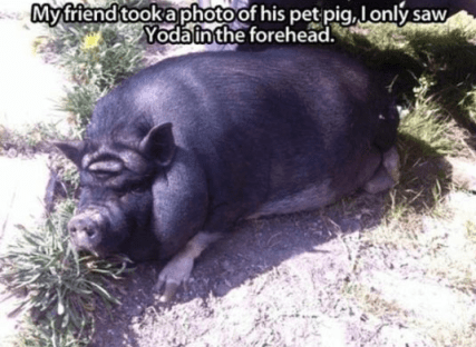 11888036_737596916386390_2060759079623369145_n