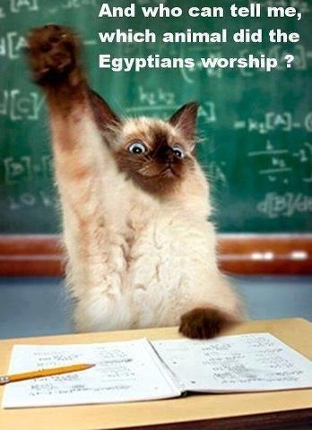 CAT worshipped by Egyptians - sent to KK