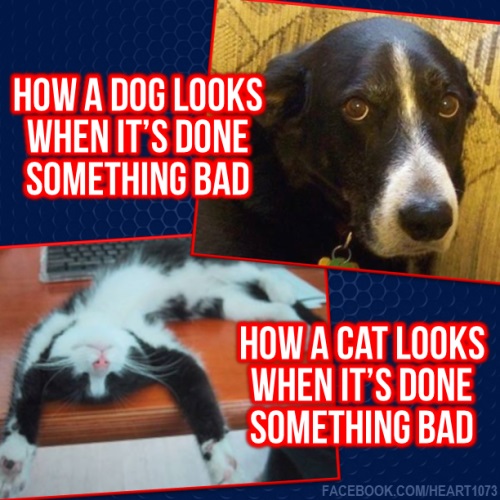 DOG CAT guilt
