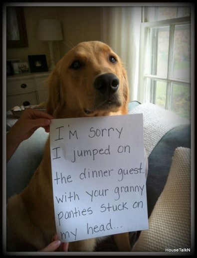 DOG sorry panties