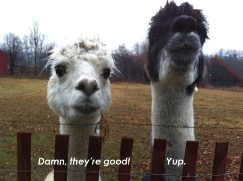LLAMAS Damn they're good
