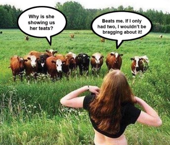 Cows and teats