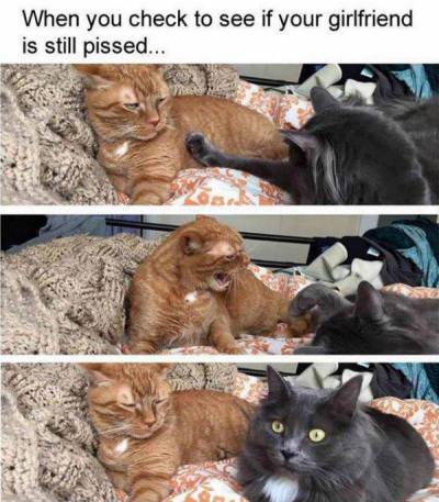 11873352_735929676553114_386615064195350182_n