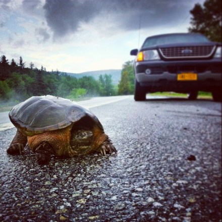 2015_05 Turtle on road by Heather