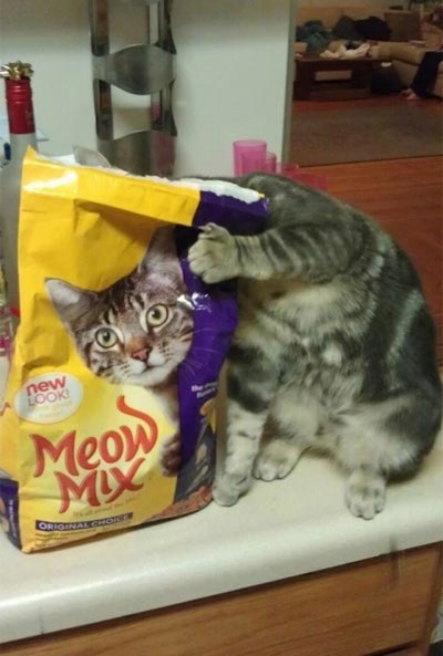 CAT Meow mix.jpg