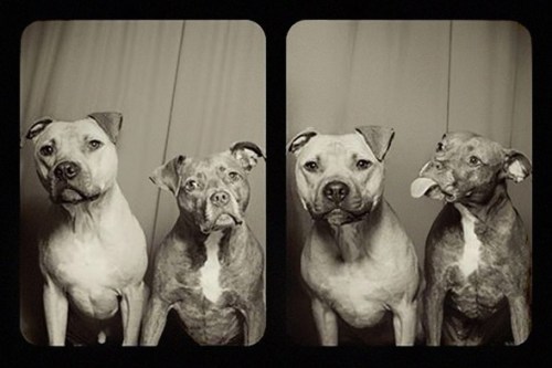 DOGS in photo booth