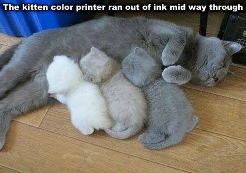 CAT Color printer out of ink