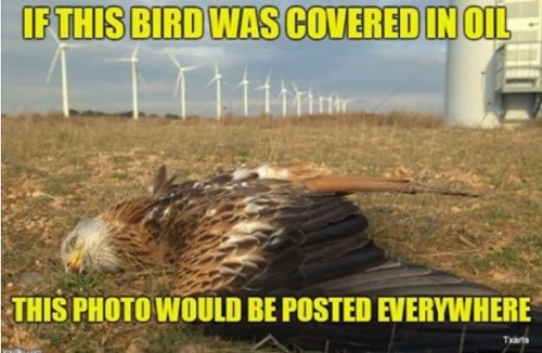 Eagle killed by wind mill