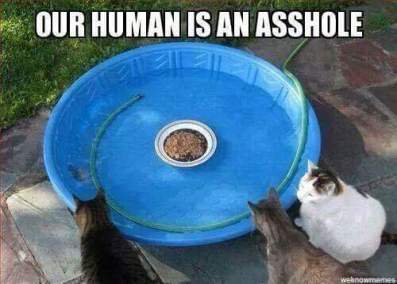 14462757_1248730138519449_2490651222840388176_n