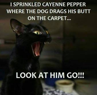 14495422_1249936011732195_1441190437293967476_n