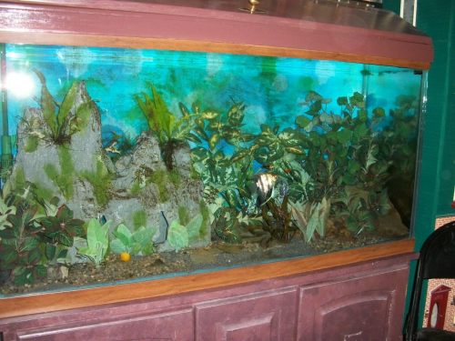 2016_10-26-my-90-ga-show-tank