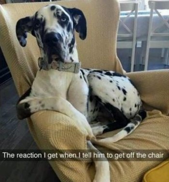 dog-chair
