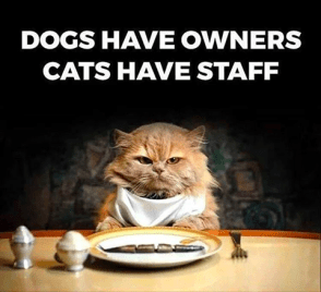 14650301_1779789722273706_214697738707879138_n