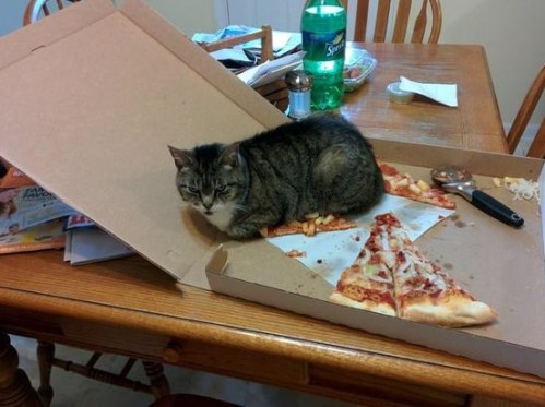 cat-pizza