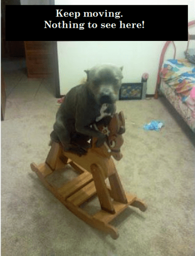 dog-on-rocking-horse
