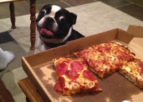 dog-temptation-pizza