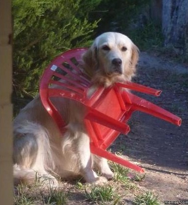 dog-woops-chair