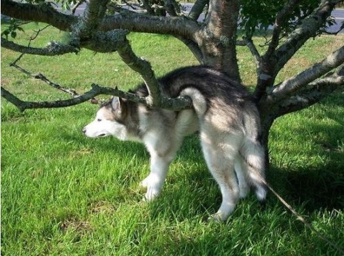 dog-woops-tree