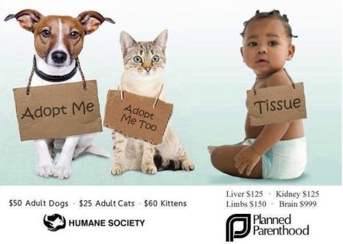 11811323_10153590194638324_350477841380973321_n