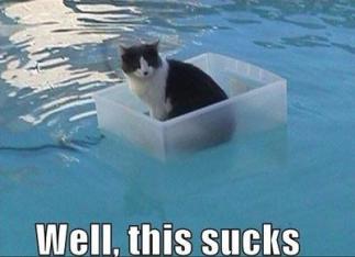 374877_294504157320556_1504938393_n