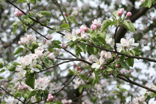 Apple tree in bloom by KBC NICE