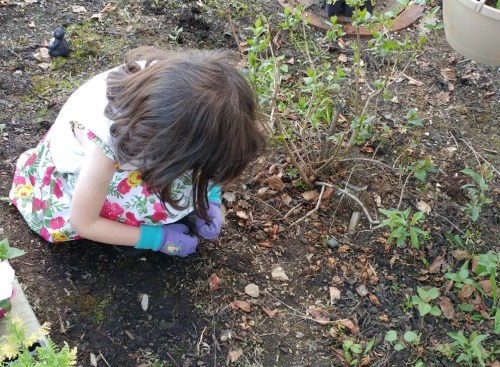 2017_06 02 Bunny helps in garden