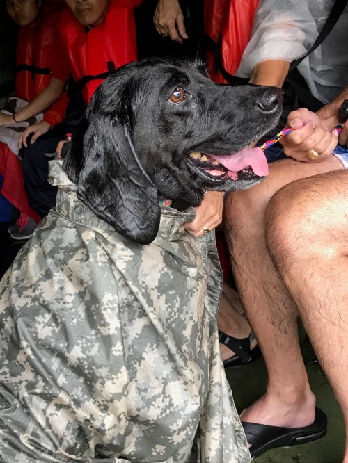 IMG_1867 black lab